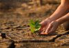 Hand of young children or teenager planting a tree on dry cracked land to recovery a nature to green again, Climate change crisis solution, Volunteer and Environment conservation concept.