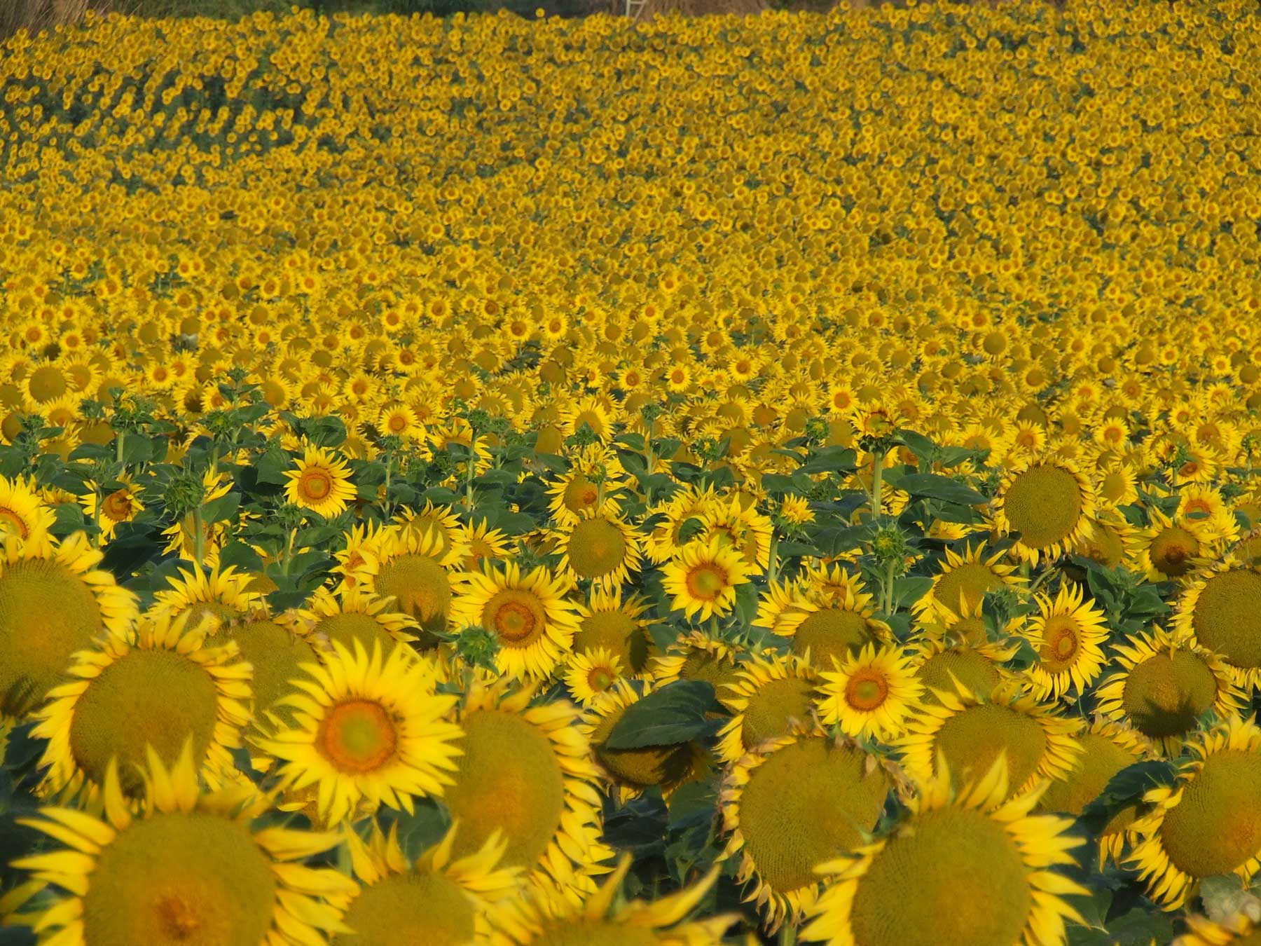 Girasole Finto H. 73Cm Fiore Giallo Formano Fiori Artificiali WA