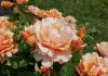 rosa-fiore-arancione