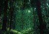 Digitral forestry 25
