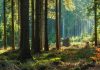 Foresta_222632647