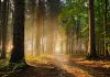 bosco_risuona_e_tace_298228352