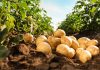 Patate