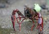 Procambarus_clarkii