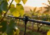 A Close-Up Shot of a Drip Irrigation System Watering Grape Vines at Sunrise
