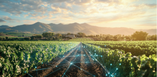 Qualità, varietà, innovazione: la viticoltura italiana di domani è già qui