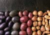 Patate Pigmentate