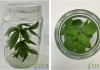 copertina in vitro