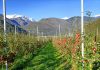 meleto in valtellina