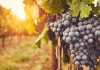 Ripe blue grapes on vine at sunset
